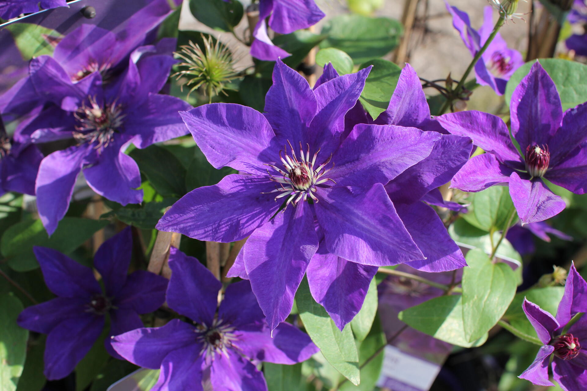 Clematis 'The President'