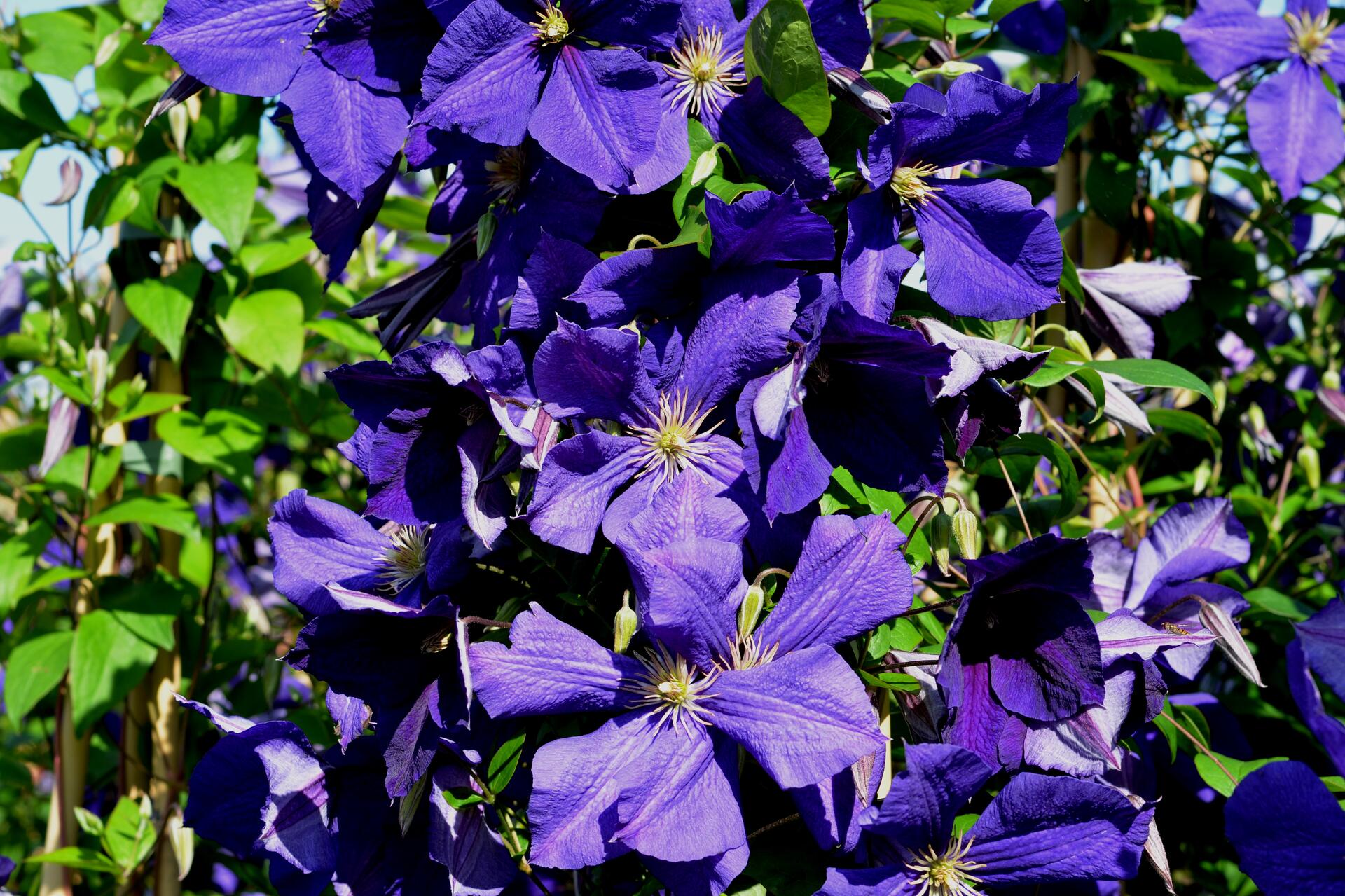 Clematis jackmanii