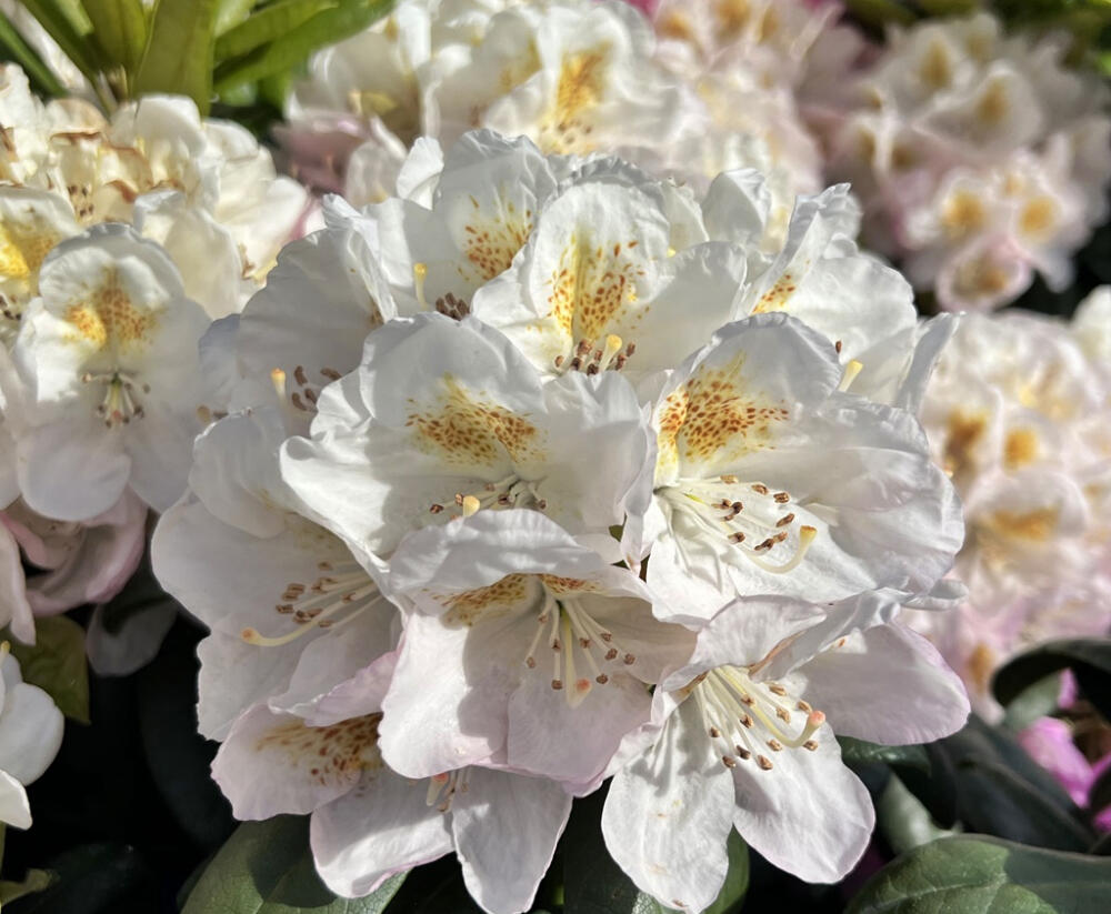 Pěnišník 'Pernilla' - Rhododendron (T) 'Pernilla'