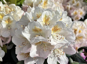 Pěnišník 'Pernilla' - Rhododendron (T) 'Pernilla'