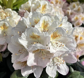 Pěnišník 'Pernilla' - Rhododendron (T) 'Pernilla'