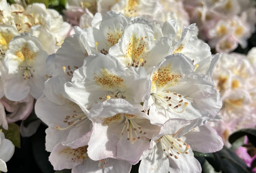 Pěnišník 'Pernilla' - Rhododendron (T) 'Pernilla'