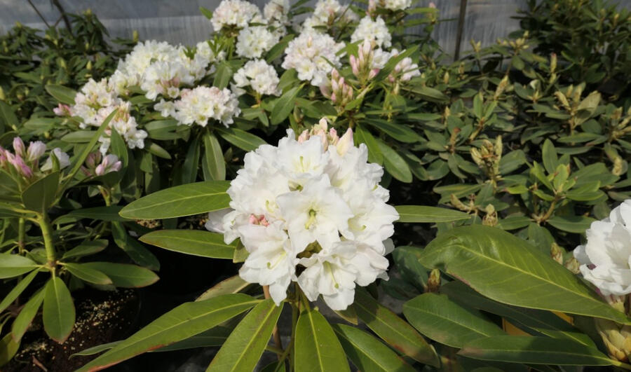 Pěnišník 'Lumotar' - Rhododendron (T) 'Lumotar'