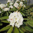 Pěnišník 'Lumotar' - Rhododendron (T) 'Lumotar'