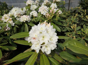 Pěnišník 'Lumotar' - Rhododendron (T) 'Lumotar'