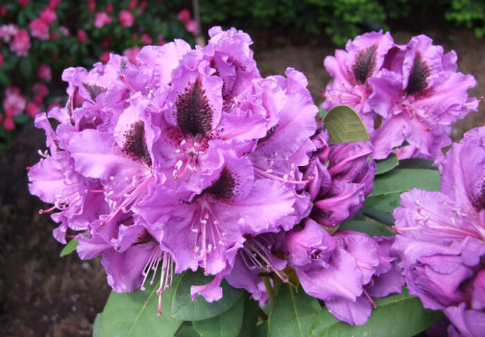 Pěnišník (T) 'Peter Alan' - Rhododendron (T) 'Peter Alan'