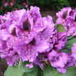 Pěnišník (T) 'Peter Alan' - Rhododendron (T) 'Peter Alan'