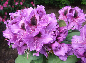 Pěnišník (T) 'Peter Alan' - Rhododendron (T) 'Peter Alan'