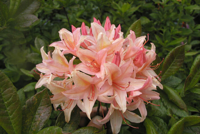 Azalka 'Chanel' - Azalea (KH) 'Chanel'