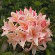 Azalka 'Chanel' - Azalea (KH) 'Chanel'