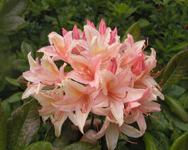Azalka 'Chanel'