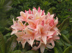 Azalka 'Chanel' - Azalea (KH) 'Chanel'
