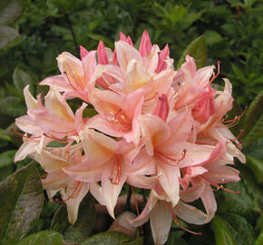 Azalka 'Chanel' - Azalea (KH) 'Chanel'