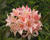 Azalka 'Chanel'