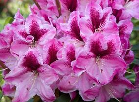 Pěnišník 'Děvín' - Rhododendron 'Děvín'