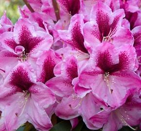 Pěnišník 'Děvín' - Rhododendron 'Děvín'