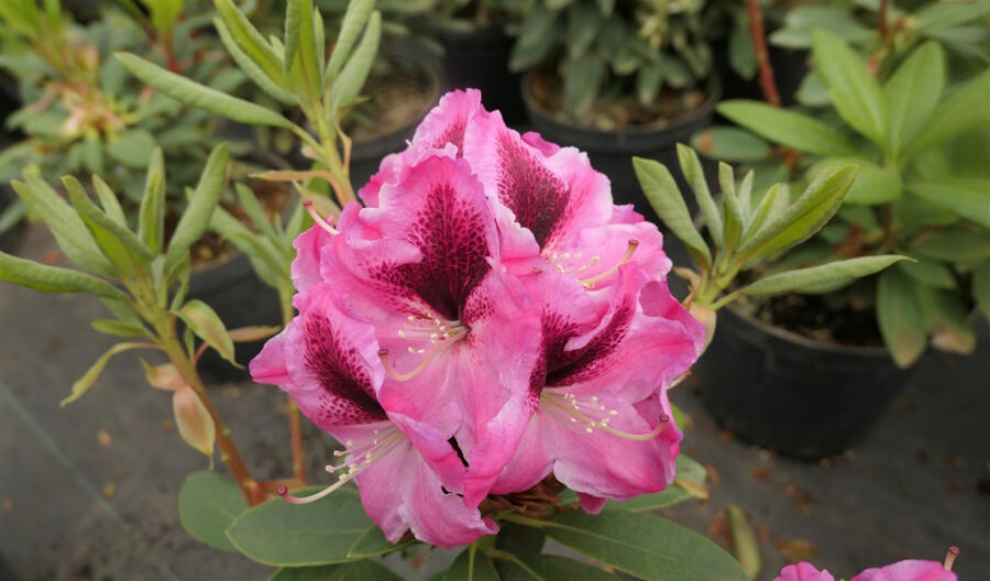 Pěnišník 'Děvín' - Rhododendron 'Děvín'
