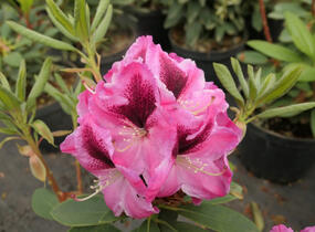 Pěnišník 'Děvín' - Rhododendron 'Děvín'