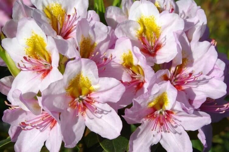 Pěnišník 'Hostýn' - Rhododendron 'Hostýn'