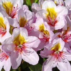 Pěnišník 'Hostýn' - Rhododendron 'Hostýn'