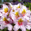 Pěnišník 'Hostýn' - Rhododendron 'Hostýn'