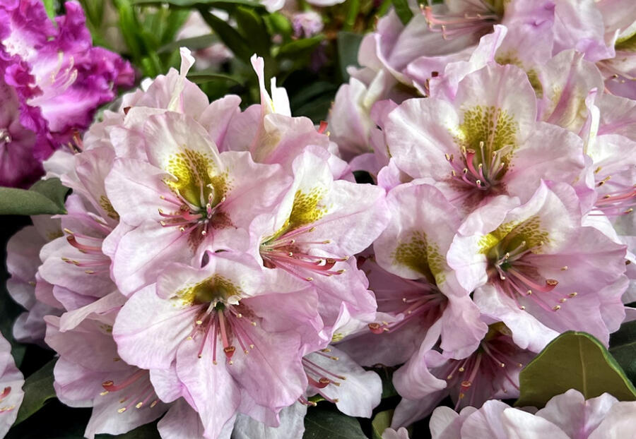 Pěnišník 'Hostýn' - Rhododendron 'Hostýn'