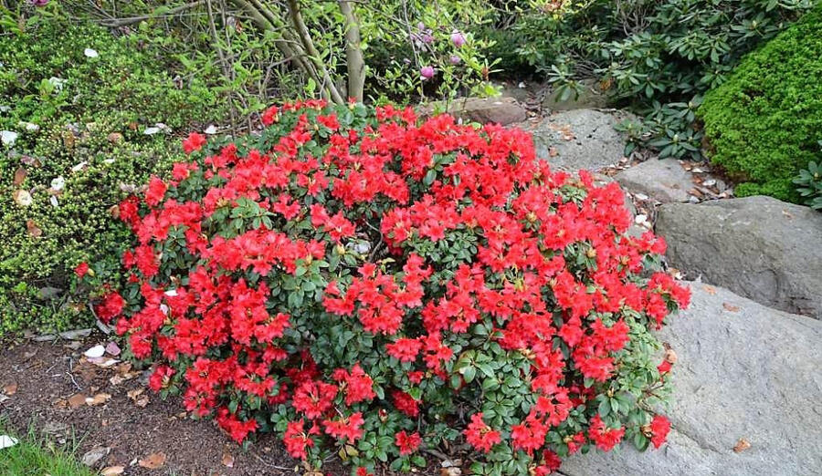 Pěnišník 'Bengal' - Rhododendron (R) 'Bengal'