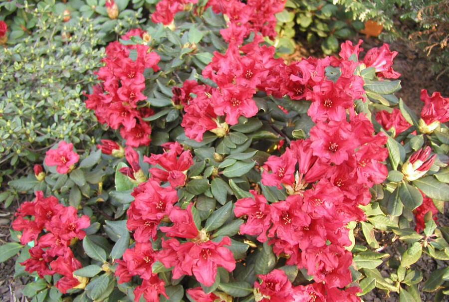 Pěnišník 'Bengal' - Rhododendron (R) 'Bengal'