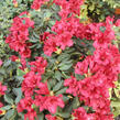 Pěnišník 'Bengal' - Rhododendron (R) 'Bengal'