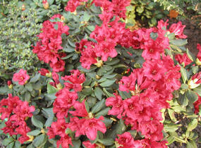 Pěnišník 'Bengal' - Rhododendron (R) 'Bengal'