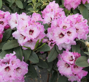 Pěnišník 'Karlštejn' - Rhododendron 'Karlštejn'