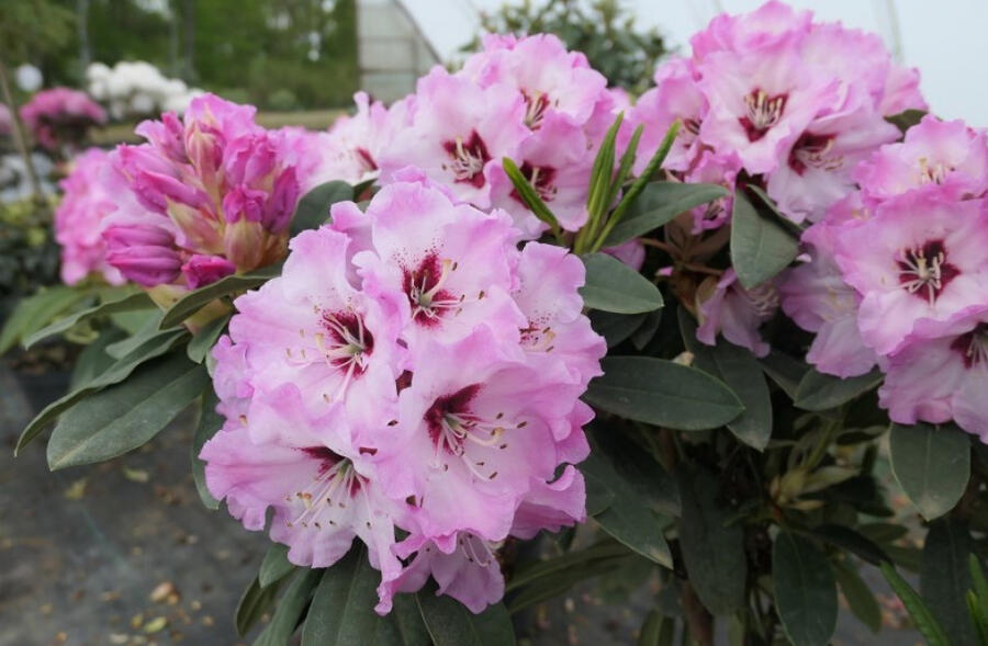 Pěnišník 'Karlštejn' - Rhododendron 'Karlštejn'