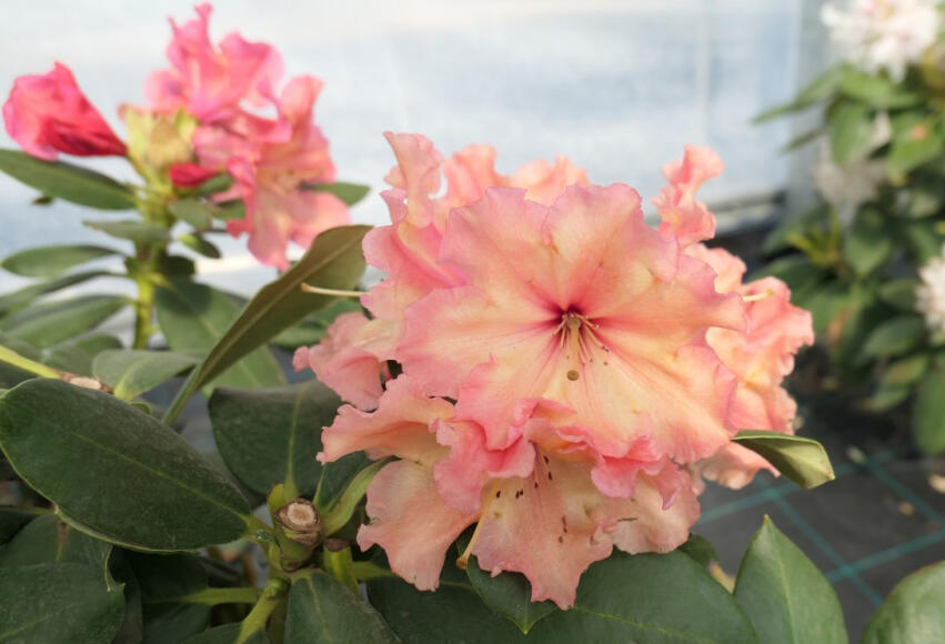 Pěnišník 'Sun Glory' - Rhododendron 'Sun Glory'