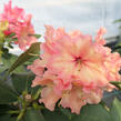 Pěnišník 'Sun Glory' - Rhododendron 'Sun Glory'