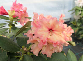 Pěnišník 'Sun Glory' - Rhododendron 'Sun Glory'