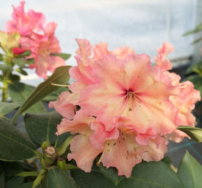 Pěnišník 'Sun Glory' - Rhododendron 'Sun Glory'