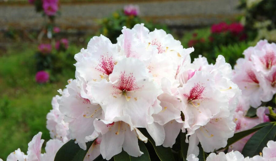 Pěnišník 'Koda' - Rhododendron 'Koda'