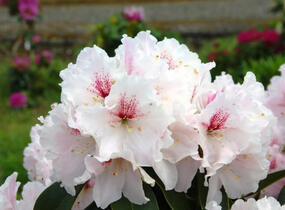 Pěnišník 'Koda' - Rhododendron 'Koda'