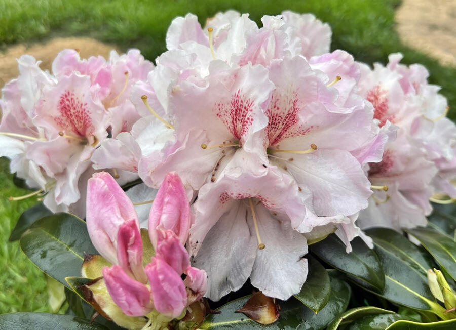 Pěnišník 'Koda' - Rhododendron 'Koda'