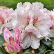 Pěnišník 'Koda' - Rhododendron 'Koda'