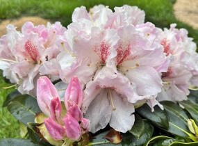 Pěnišník 'Koda' - Rhododendron 'Koda'