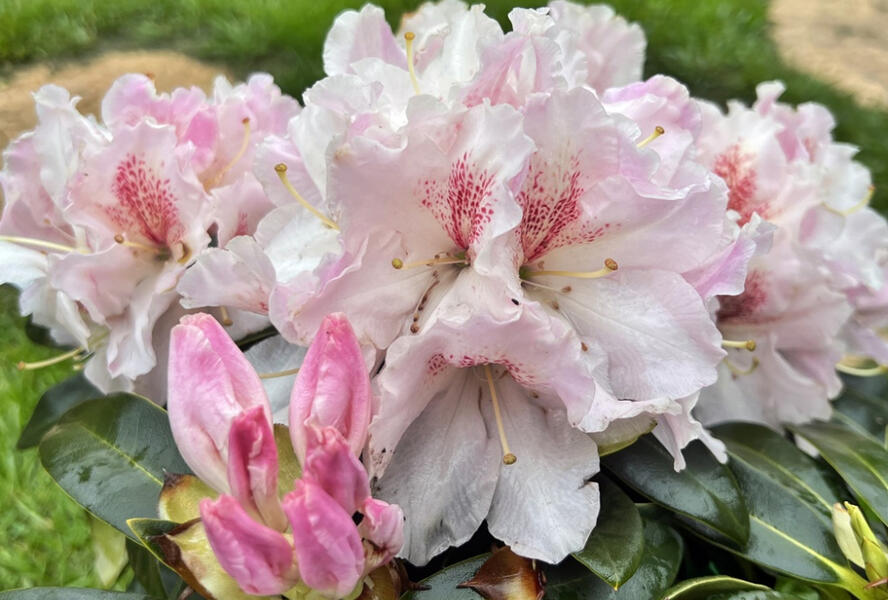 Pěnišník 'Koda' - Rhododendron 'Koda'