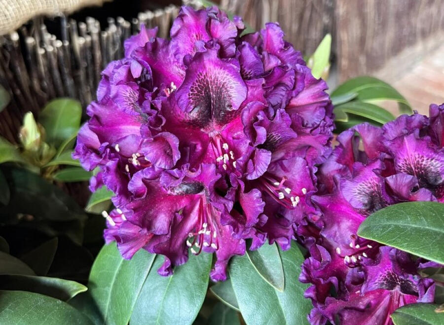 Pěnišník 'Dramatic Dark' - Rhododendron 'Dramatic Dark'