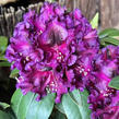 Pěnišník 'Dramatic Dark' - Rhododendron 'Dramatic Dark'