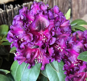 Pěnišník 'Dramatic Dark' - Rhododendron 'Dramatic Dark'