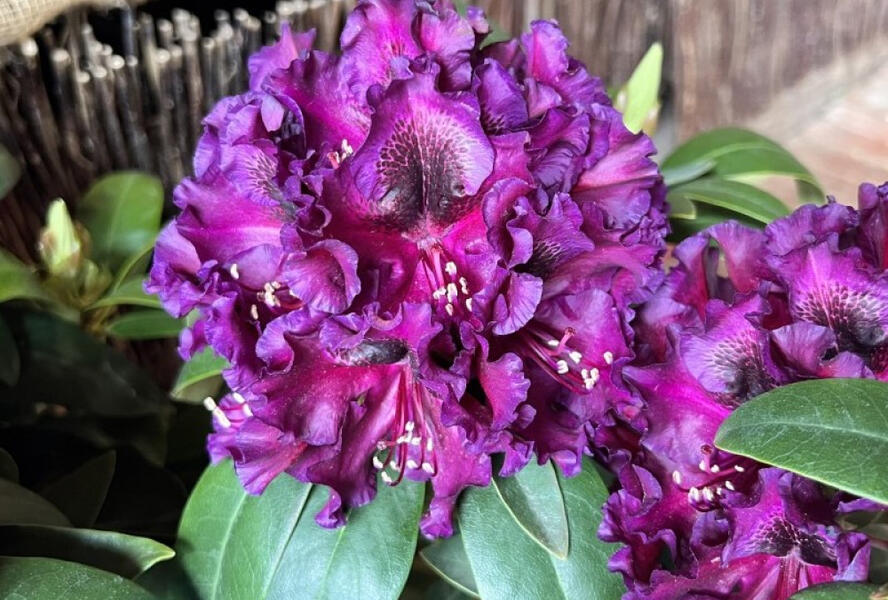 Pnink 'Dramatic Dark' - Rhododendron 'Dramatic Dark' | Zahradnictv FLOS