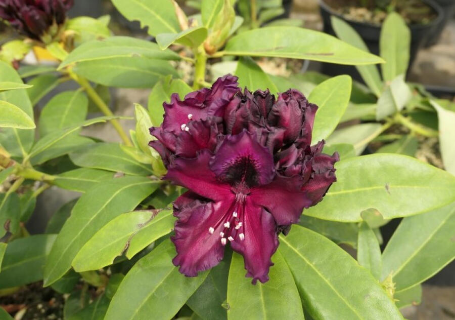 Pěnišník 'Dramatic Dark' - Rhododendron 'Dramatic Dark'