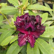 Pěnišník 'Dramatic Dark' - Rhododendron 'Dramatic Dark'