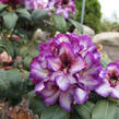 Pěnišník 'Hans Hachmann' - Rhododendron 'Hans Hachmann'