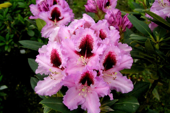 Pěnišník 'Kabarett' - Rhododendron 'Kabarett'